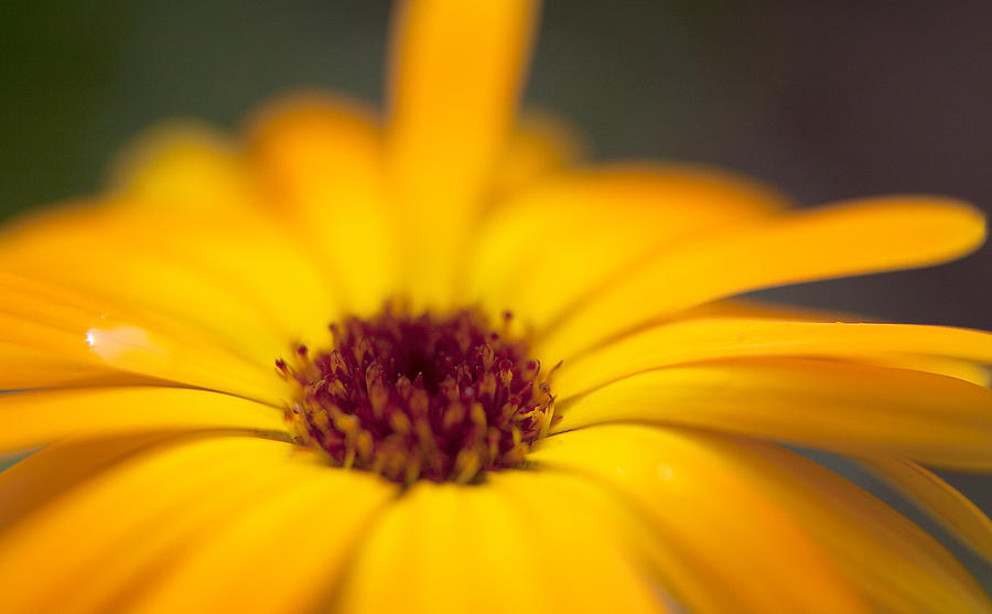 Close-Up Of Yellow Flower Photograph by Paulien Tabak / EyeEm Close-Up Of Yellow Flower Photograph by Paulien Tabak / EyeEm