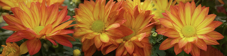 Close-up Of Yellow Gerbera Daisy Flowers Photograph by Panoramic Images