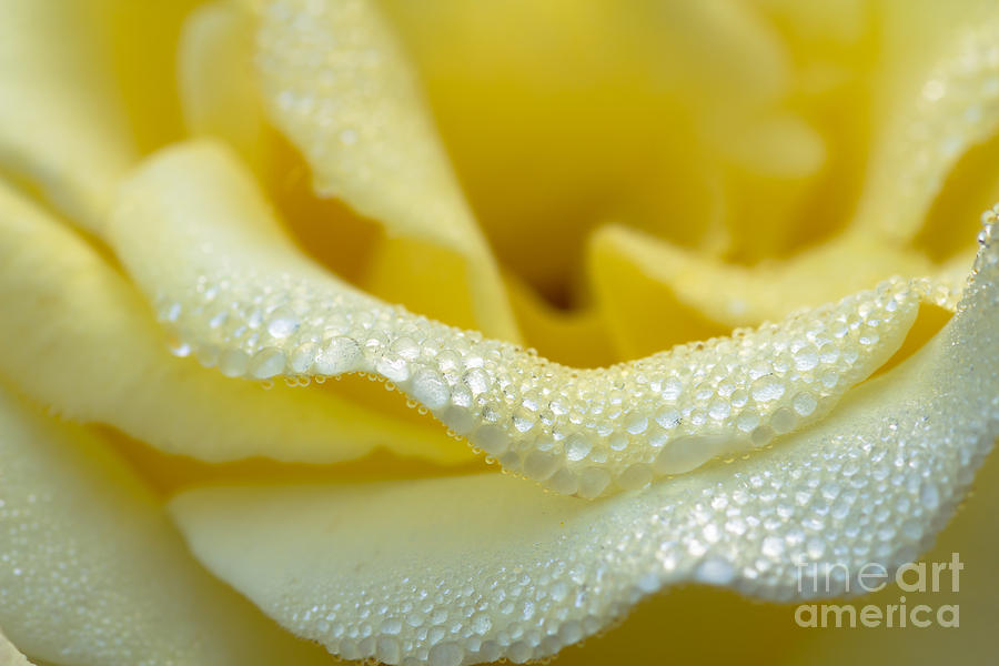 Close-up Of Yellow Rose With Water Drops  Photograph by Tosporn Preede