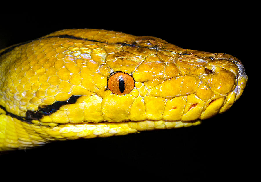Animal Photograph - Close up of Yellow Snake by Jean Noren