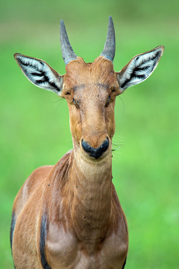 Close-up Of Young Topi Damaliscus Photograph by Animal Images
