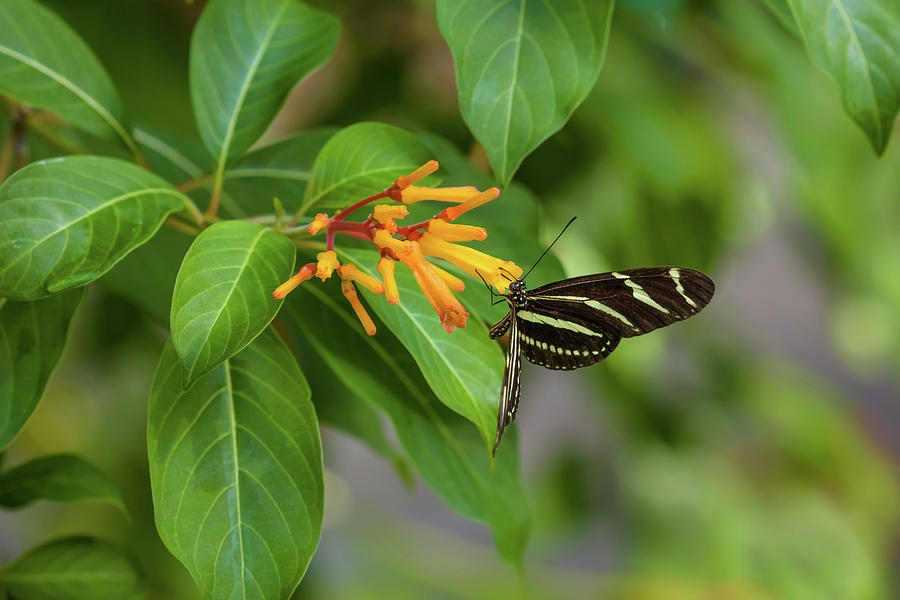 Close-up Of Zebra Longwing Heliconius Photograph by Panoramic Images