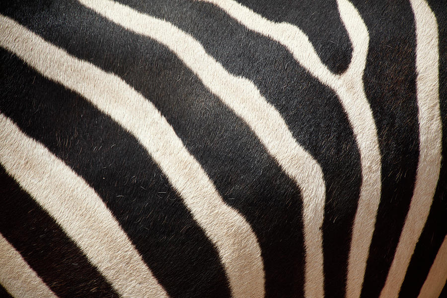 Close Up Of Zebra Stripes Photograph by Massimo Pizzotti