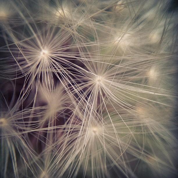 Flower Photograph - Close Up On A Dandelion. #iphoneography by Amanda Howell