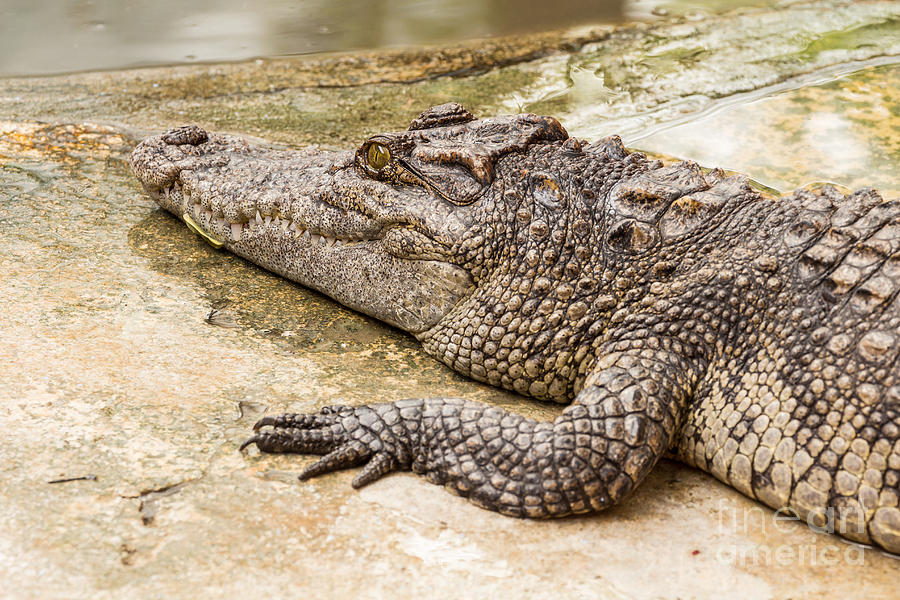 Close-up on crocodile   Photograph by Tosporn Preede