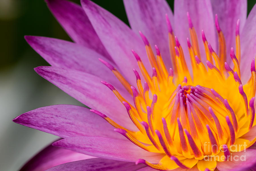 Lily Photograph - Close up on pink water lily by Tosporn Preede