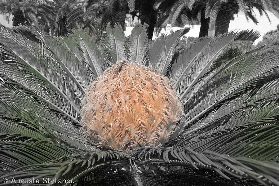 Close Up Palm Photograph by Augusta Stylianou