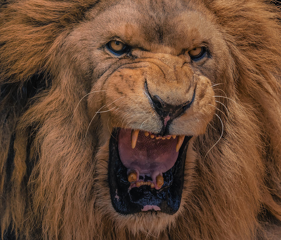 Close Up Portrait Of A Lions Roar By Haydn Bartlett Photography