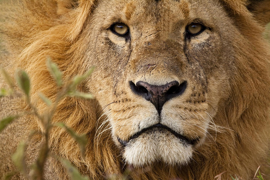 Close-up Portrait Of A Majestic Lions Solemn Face Photograph by WLDavies Close-up Portrait Of A Majestic Lions Solemn Face Photograph by WLDavies