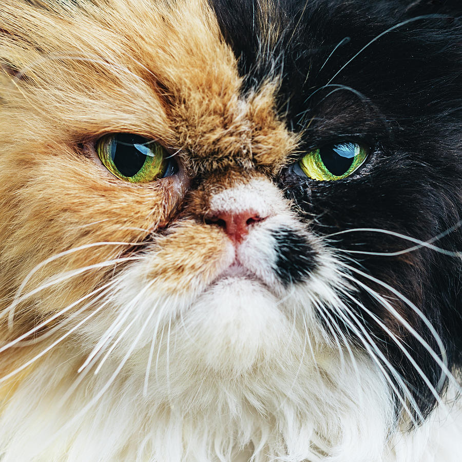 Close Up Portrait Of A Persian Cat Photograph by Sensorspot