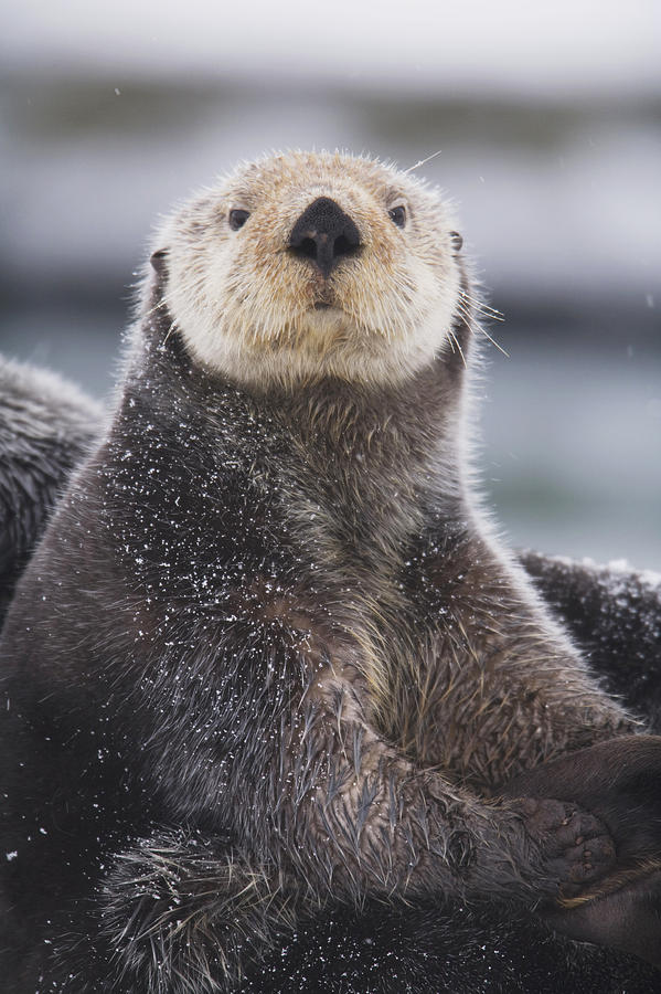 Close Up Portrait Of A Sea Otter Photograph by Milo Burcham | Fine Art ...