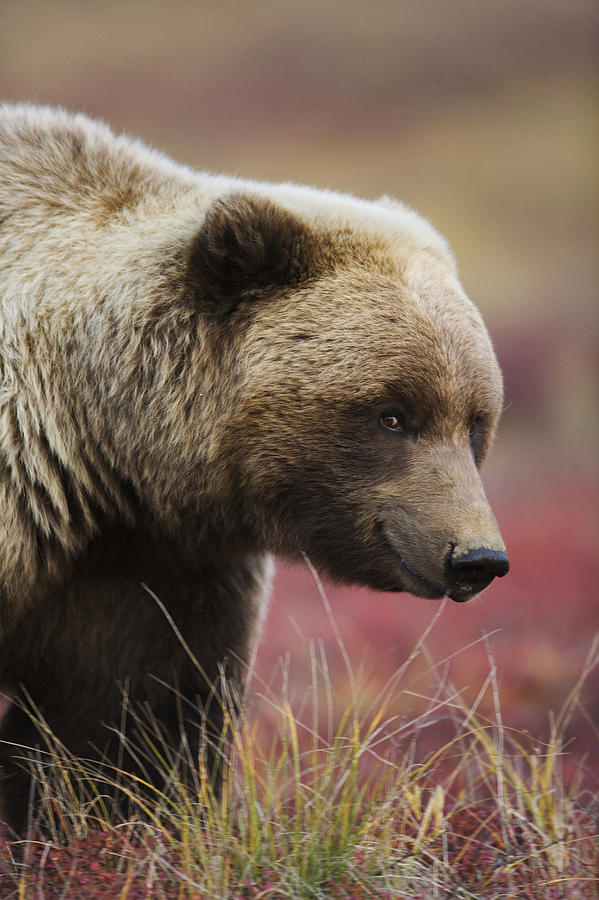 Close Up Portrait Of A Smiling Grizzly Photograph by Milo Burcham ...