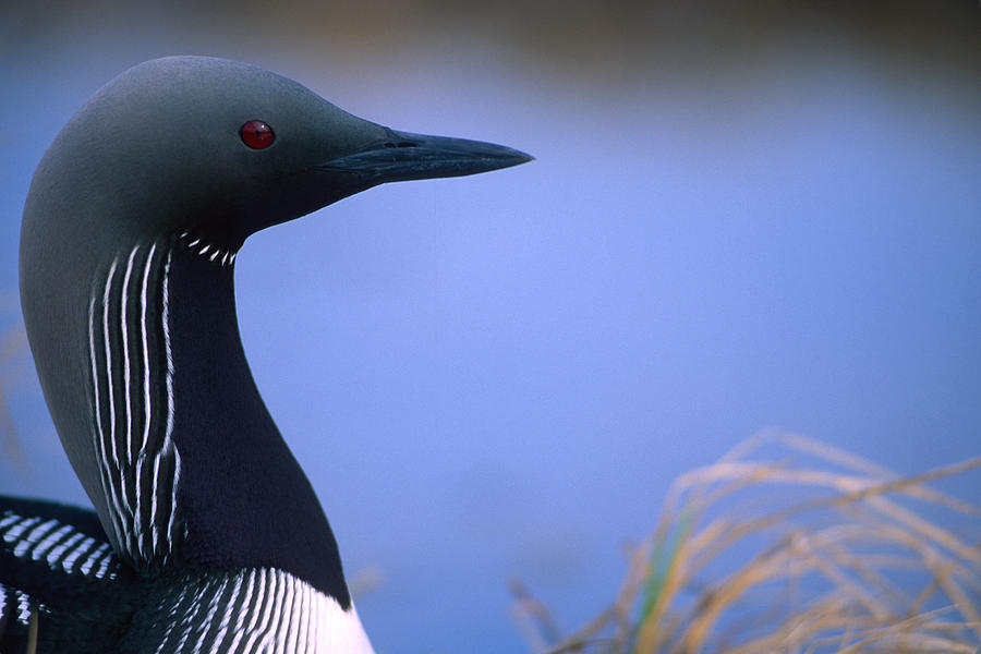 Close Up Portrait Of An Arctic Loon Photograph by Peter Mather