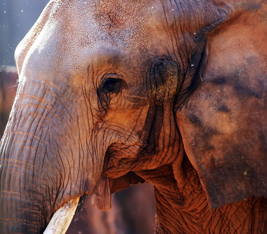 Close-up portrait of an elephant Photograph by Alex Grichenko