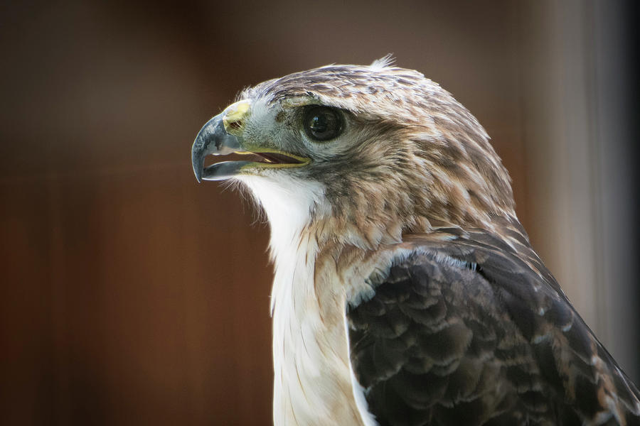 Close-up Portrait Of Hawk With Beak Photograph by Sheila Haddad - Pixels