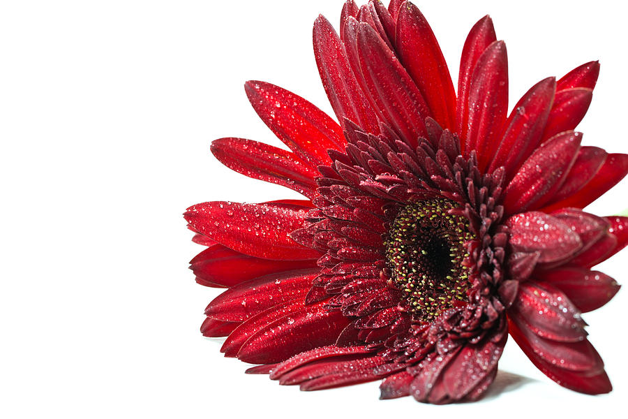 Daisy Photograph - Close up red gerbera flower on a white background by Torsak Thammachote