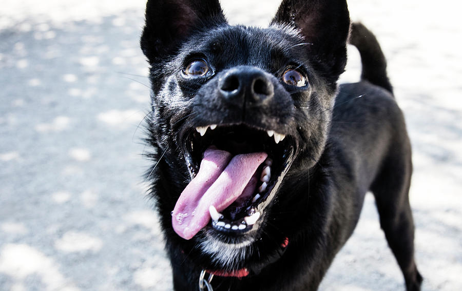 Close-up Shot Of A Little Black Dog - Photograph by Amandafoundation.org