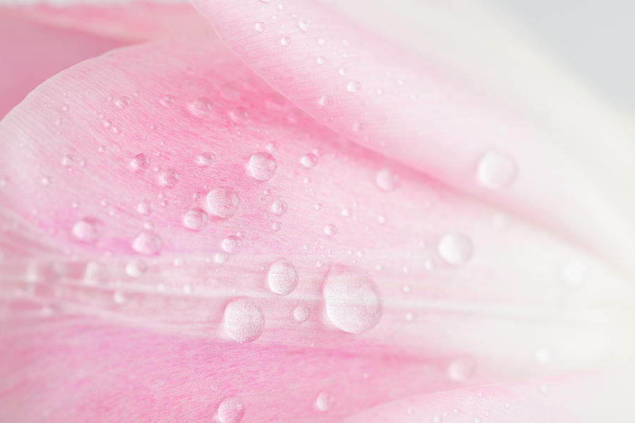 Close-Up shot of delicate pink tulip petals with water drops Photograph by TorriPhoto