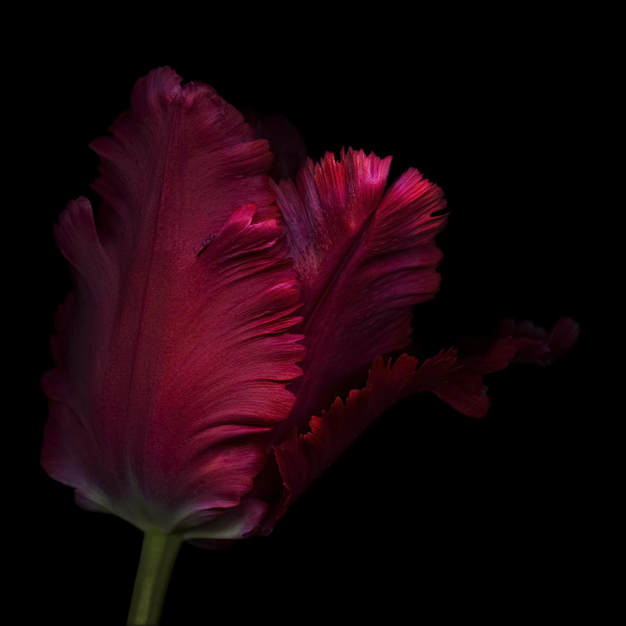 Close up, side view of a single red parrot tulip  Photograph by OGphoto