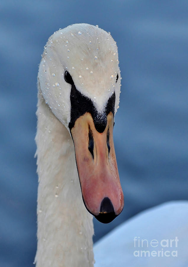 Close Up Swan Photograph by Kathy Baccari