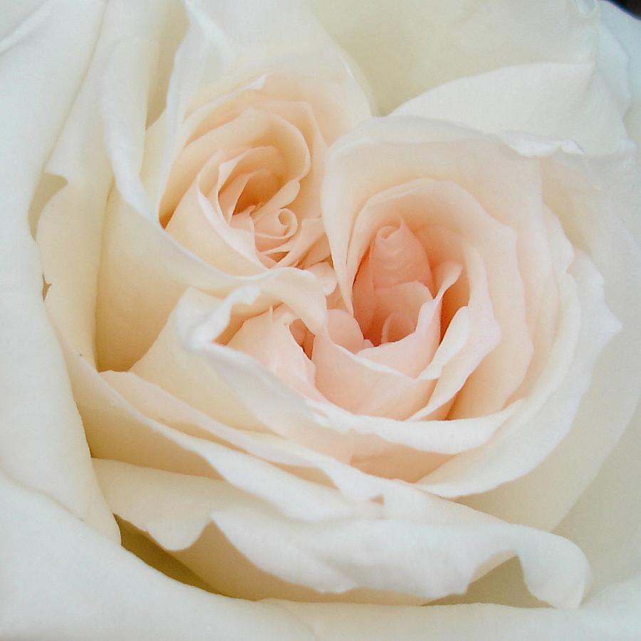 Close Up View Of A Beautiful White Rose Photograph by Taiche Acrylic Art