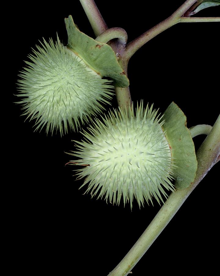 Close-up View Of A Datura Inoxia Photograph by Christopher Beane