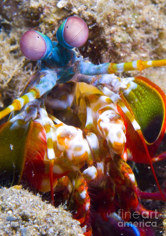 Close-up View Of A Mantis Shrimp Photograph by Steve Jones