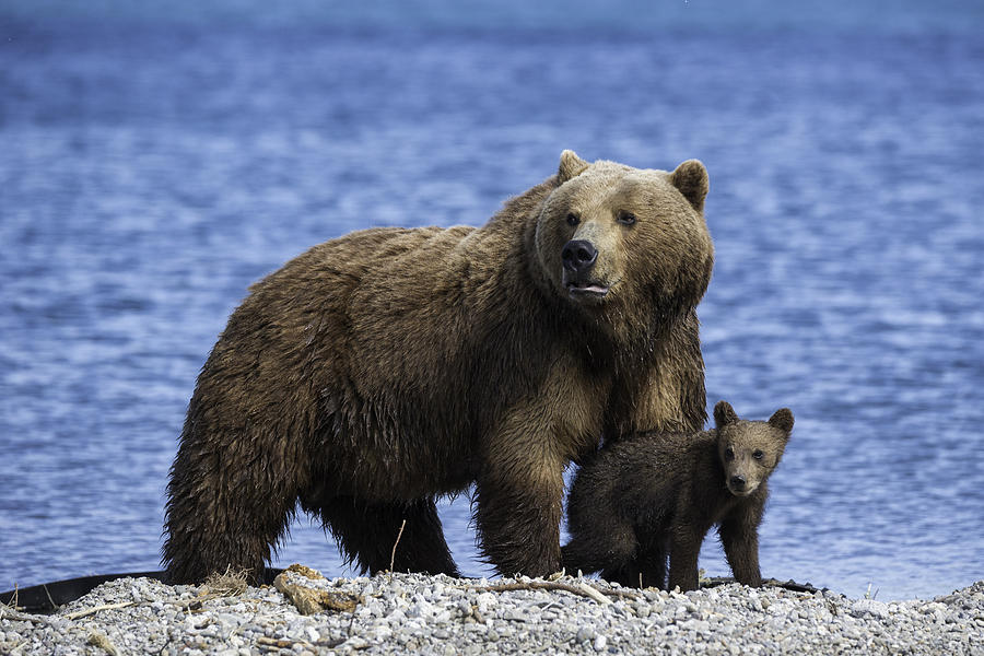 Close up view of a mother brown bear standing over her cub as they appear to be looking out for any danger, Kuril Lake, Kamchatka, Russia. Photograph by By Wildestanimal