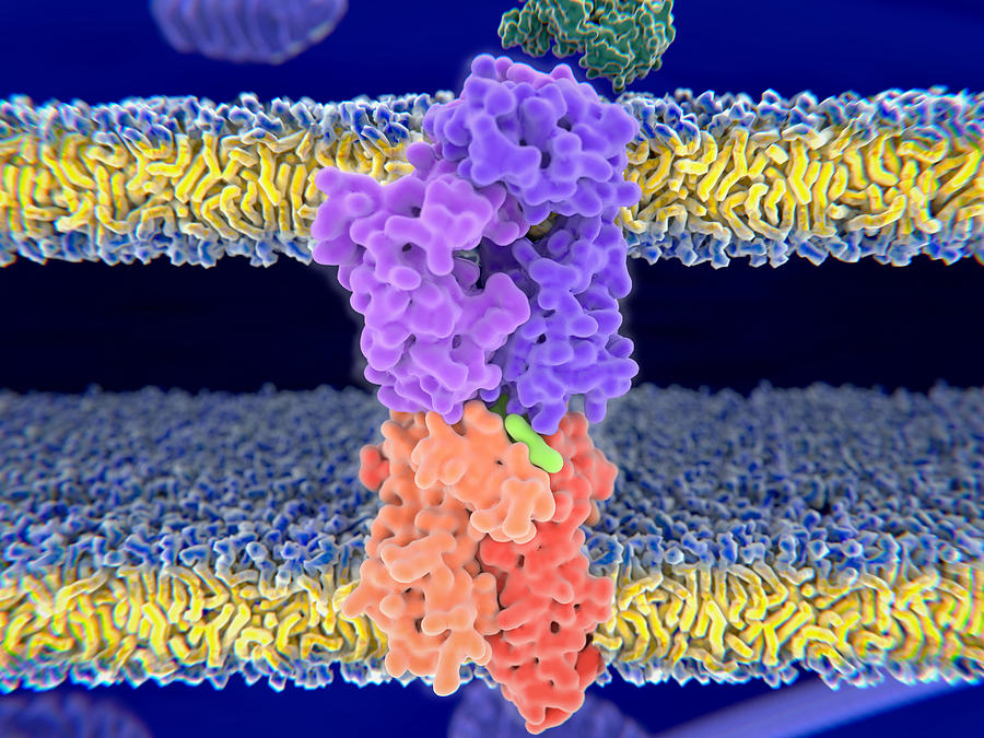 Close Up View Of A T-cell Receptor Photograph by Juan Gaertner