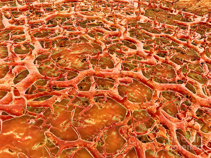 Pathology Digital Art - Close-up View Of Athletes Foot Fungus by Stocktrek Images