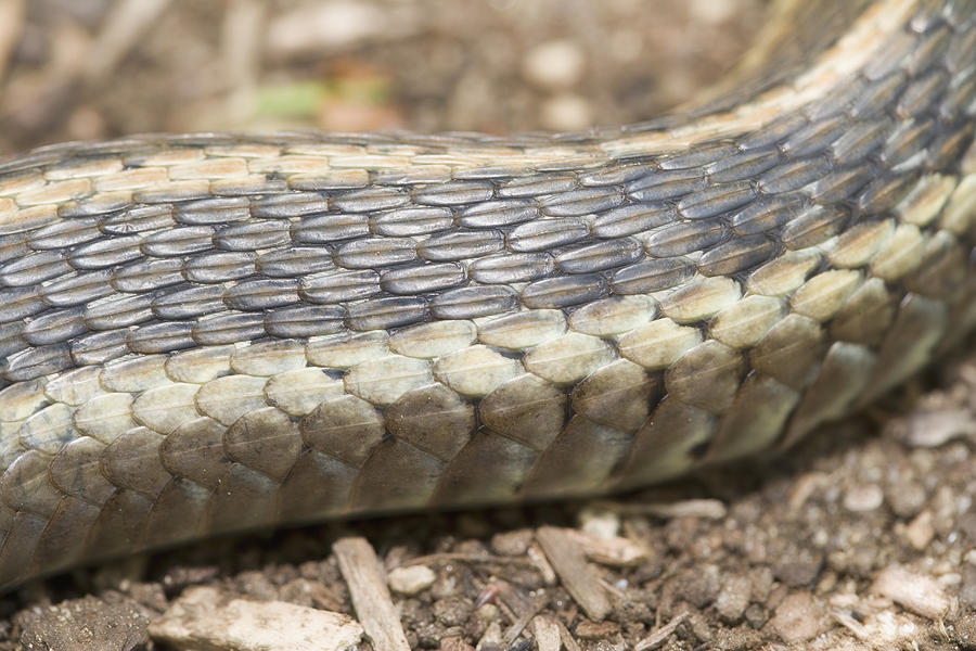 Snake Photograph - Close Up View Of Eastern Garter Snake by Science Stock Photography/science Photo Library