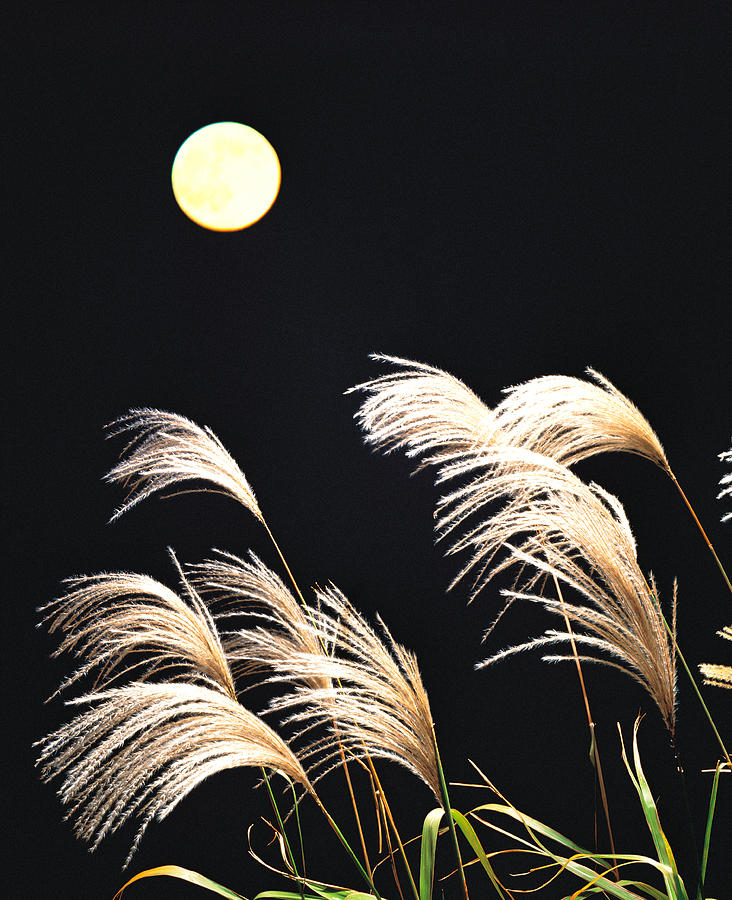 Close Up View Of Foxtail Grass Photograph by Panoramic Images