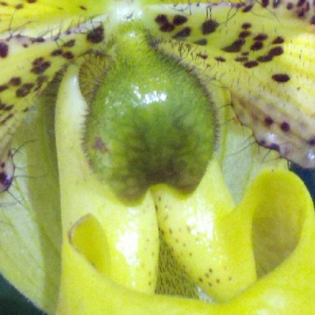 Close Up View Of Orchid Photograph by Ashley Flowers