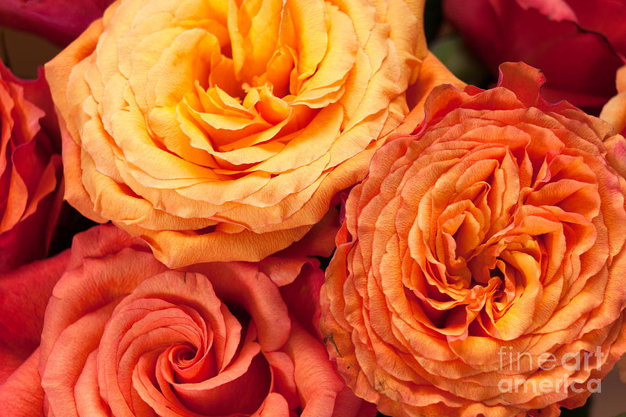 Close Up View Of Pink Orange Yellow Hybrid Tea Roses Photograph by Peter Noyce