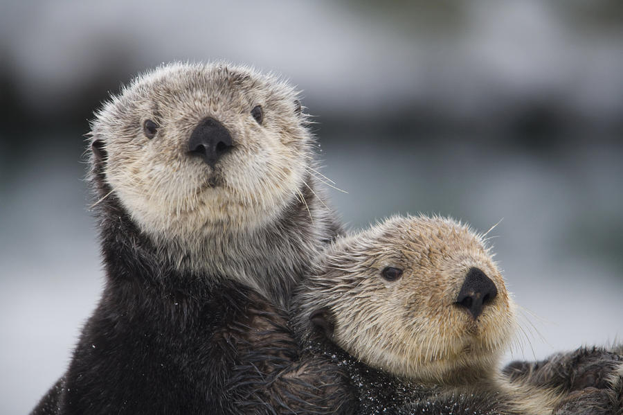 Close Up View Of Sea Otters Huddled Photograph By Milo Burcham Fine