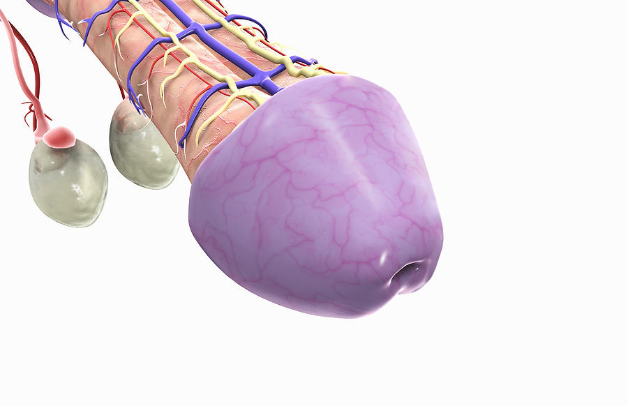 Close-up view of the penis and testes. Drawing by MedicalRF.com