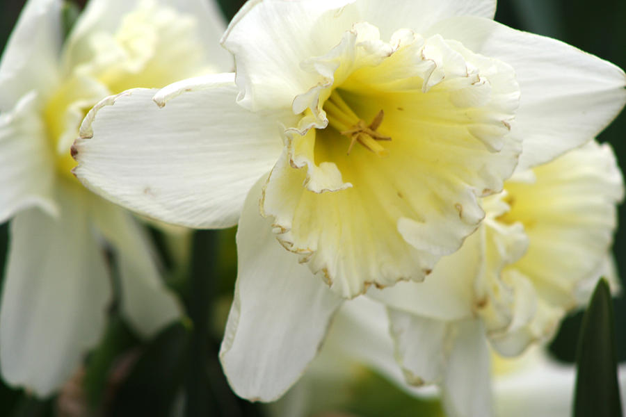 Close Up White Daffodil Photograph by Michele Wilson