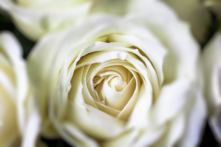 Close Up White Rose Photograph by Garry Gay