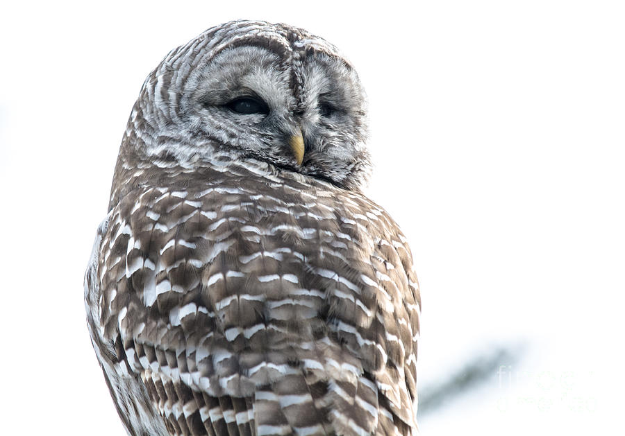 Close Up with a Barred Owl Photograph by Cheryl Baxter