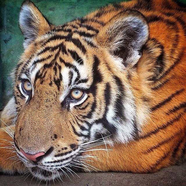 Nature Photograph - Close Up With The Iphone At The Tiger by Andrew Mowat