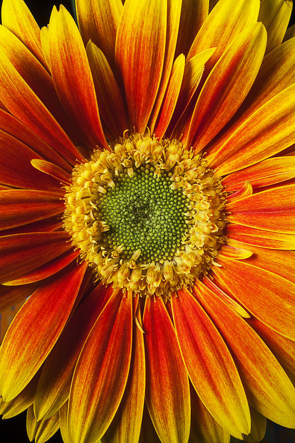 Daisy Photograph - Close up yellow orange mum by Garry Gay