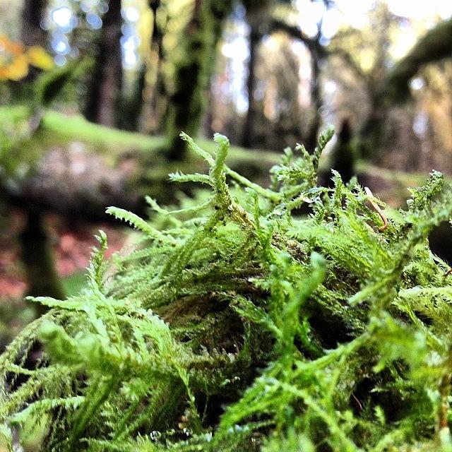Tree Photograph - Close Ups #moss #waterdroplets #fall by Katelyn Gower 