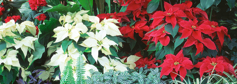 Close-us Of Red And White Poinsettias Photograph by Panoramic Images