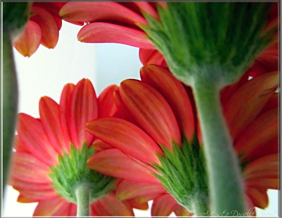 Closeups Photograph - Close View From Under The Red Daisies by Danielle Parent Closeups Photograph - Close View From Under The Red Daisies by Danielle Parent