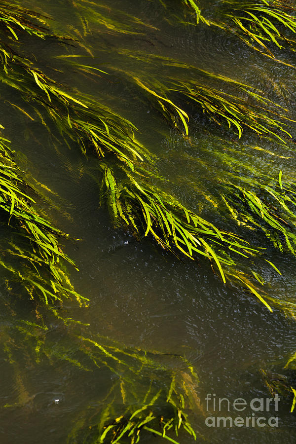 Close View Of Flat Leaf  River Weed Photograph by Peter Noyce
