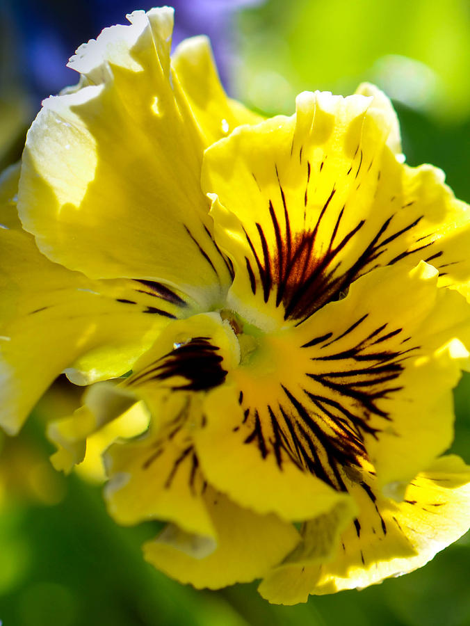 Close Yellow Pansy Photograph by Amy Porter