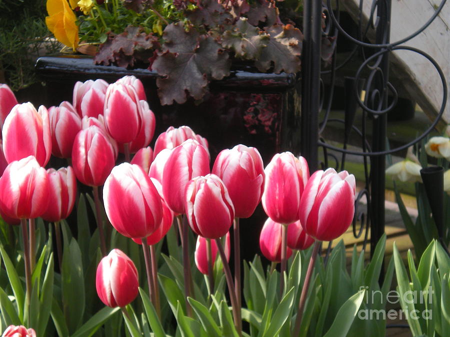 Closed Tulips Photograph by Kim Prowse