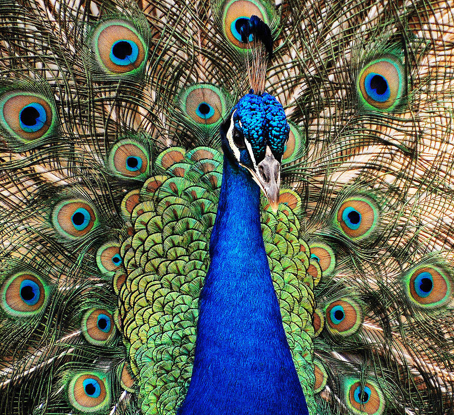 Peacock Photograph - Closeup and Personal by Jean Booth