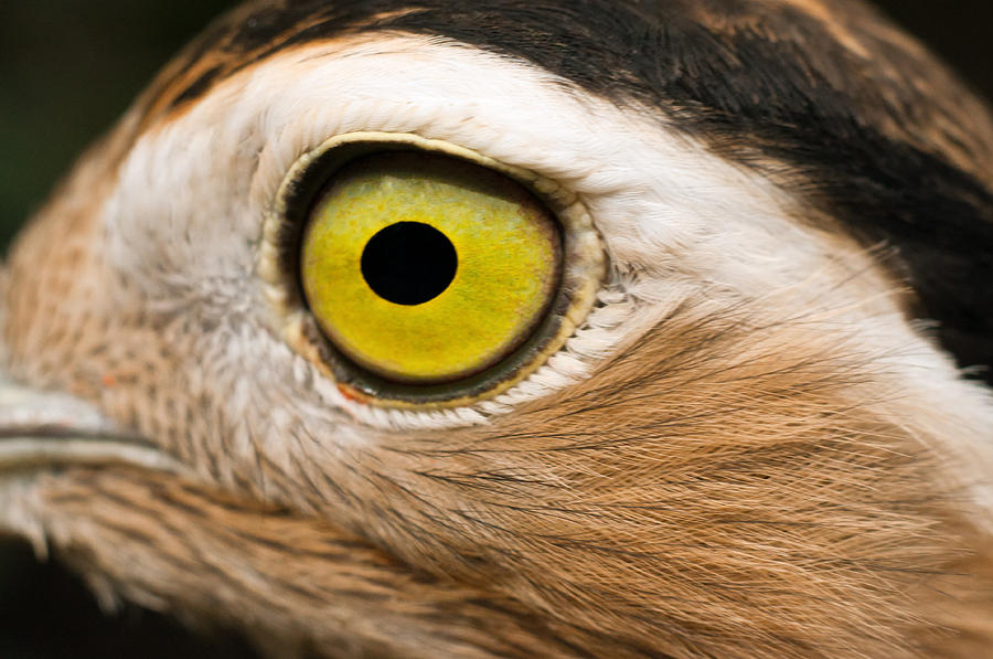 Goodinfo: Bird Eye Close Up