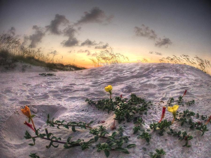 Closeup Flowers on the Beach Digital Art by Michael Thomas